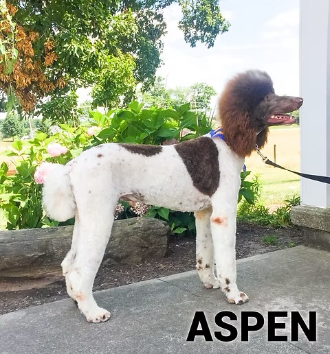 Aspen